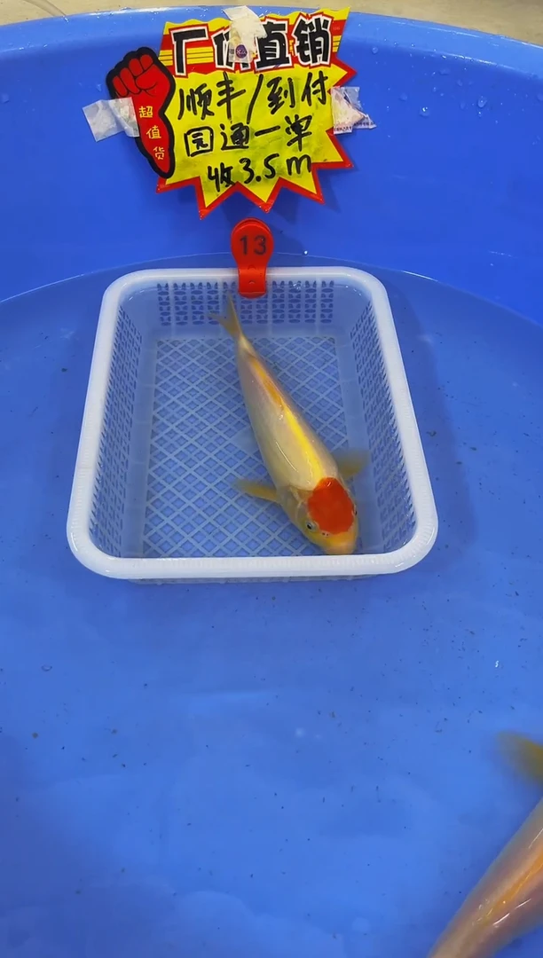 锦鲤锦鲤活体2号链接