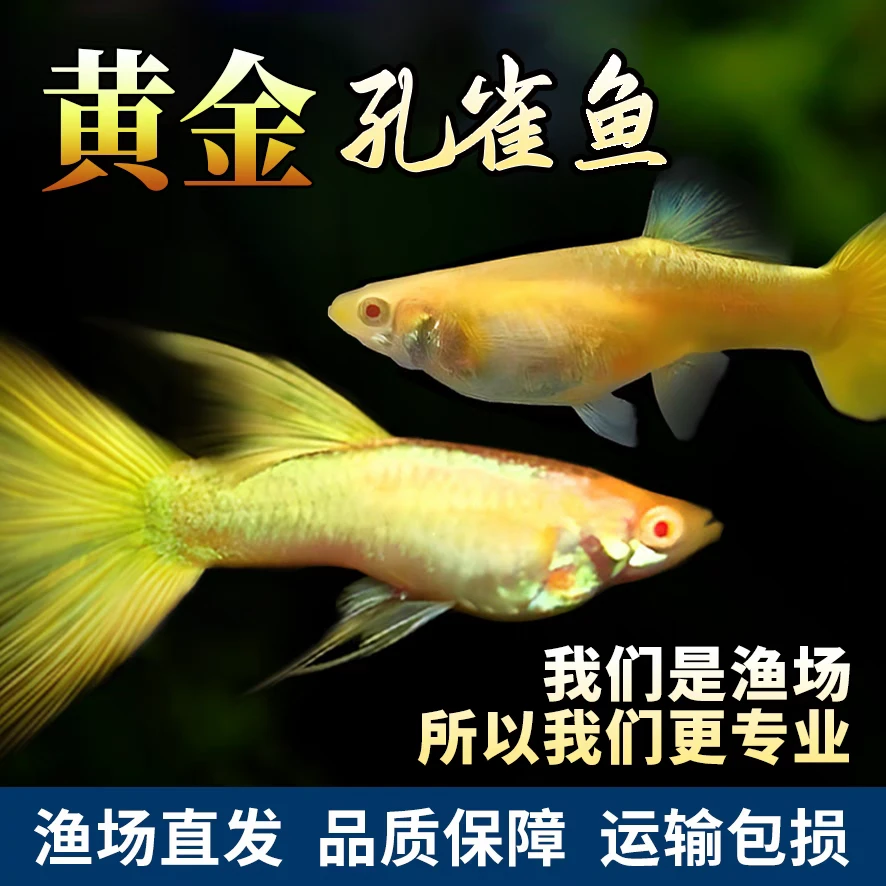 【满鳞黄金】4条+2条备损孔雀鱼新手小白好养易繁殖小热带鱼
