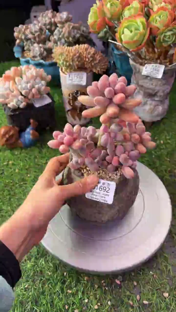 昆明印象多肉01692