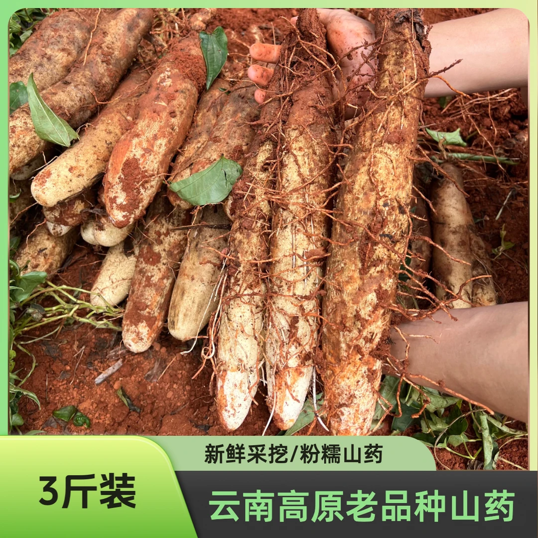 【新鲜采挖】云南高山新鲜现挖灵芝山药粉糯香甜营养丰富鲜食