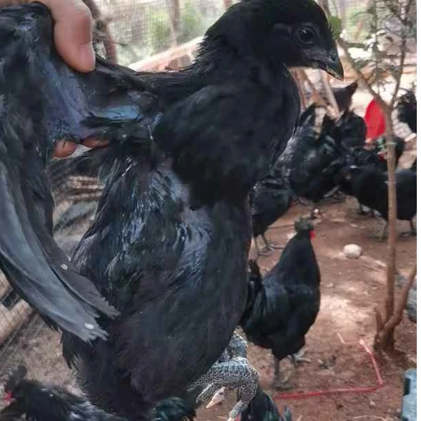 宠物鸡 散养跑山盐津乌骨鸡小鸡顺丰包邮