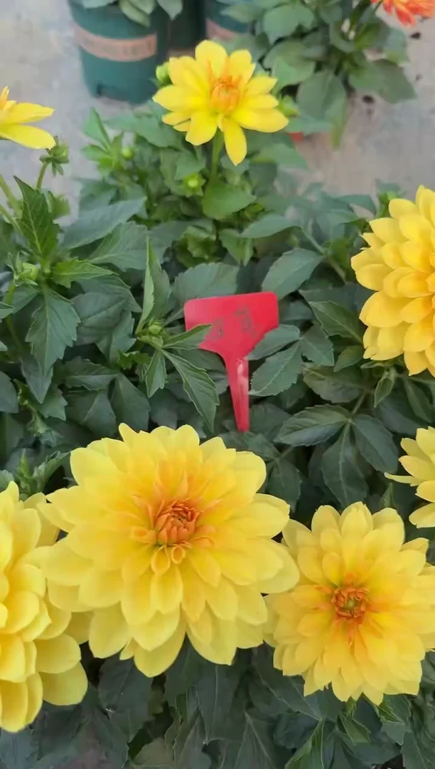 少量花朵（建议范围：2朵-5朵 或40%以下）小丽花日落