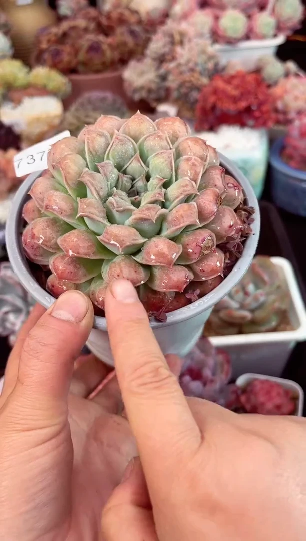 【闪购商品】7377单头留财多肉