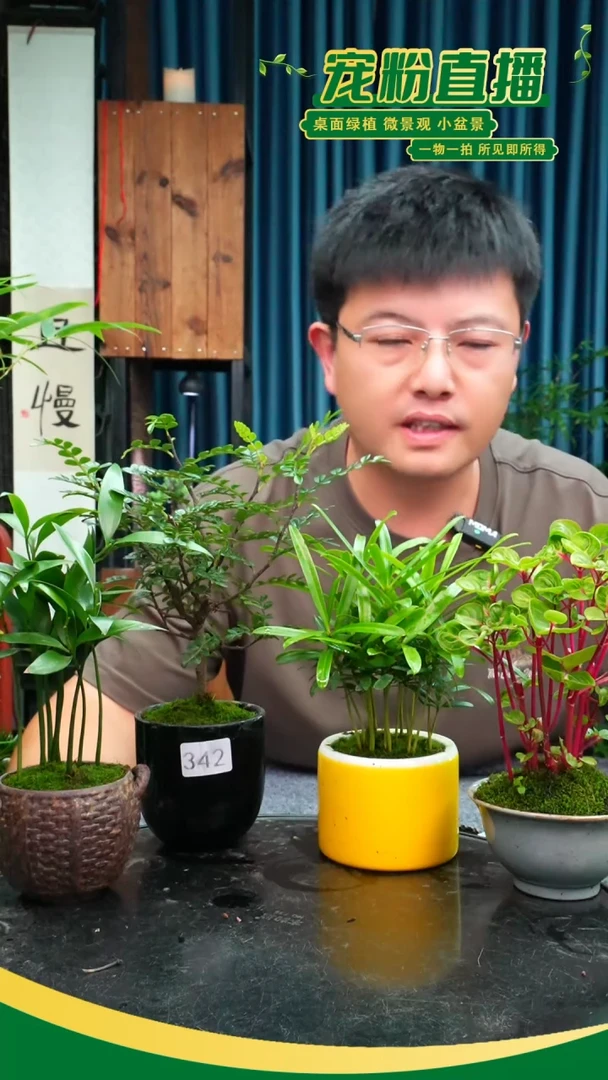 无花朵透**?苔藓微景观342号