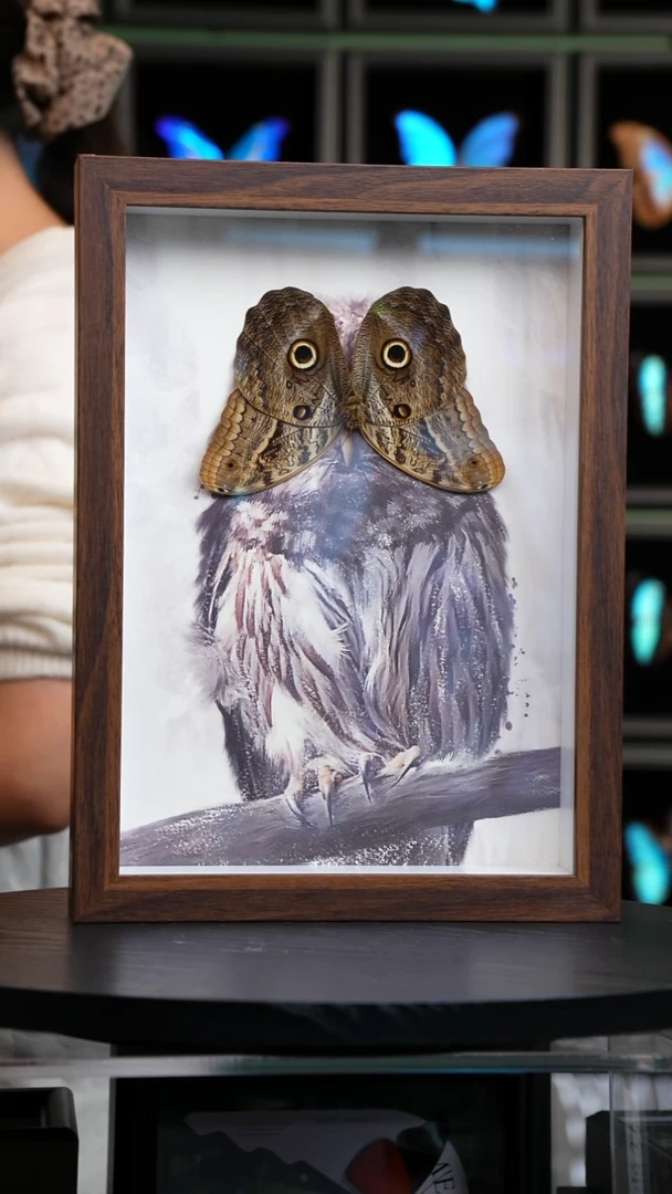 猫头鹰环蝶猫头鹰版A4复古框