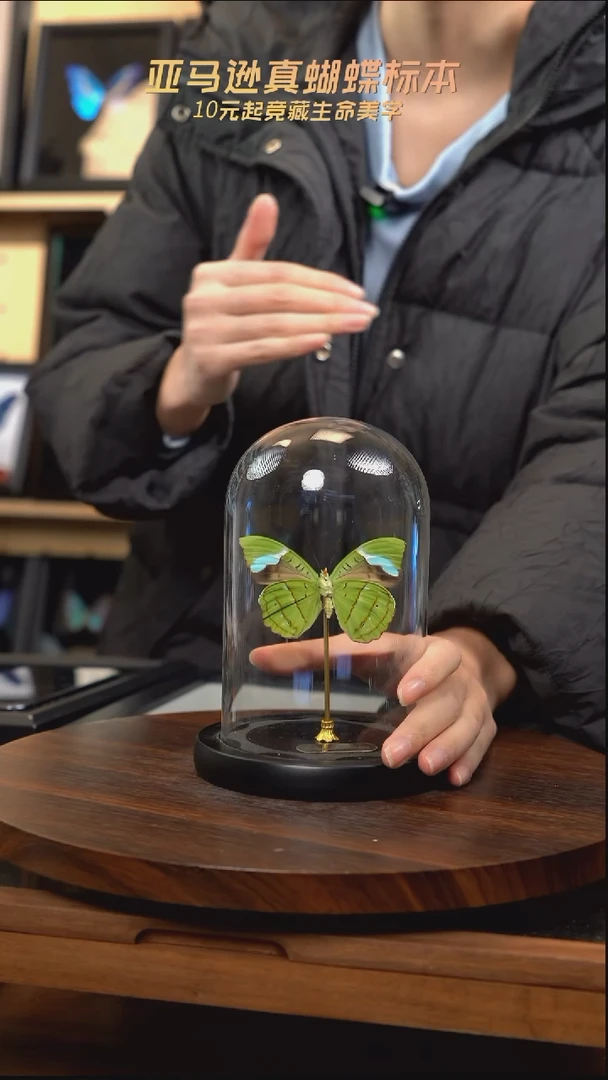 蓝带鸭反面小号玻璃罩