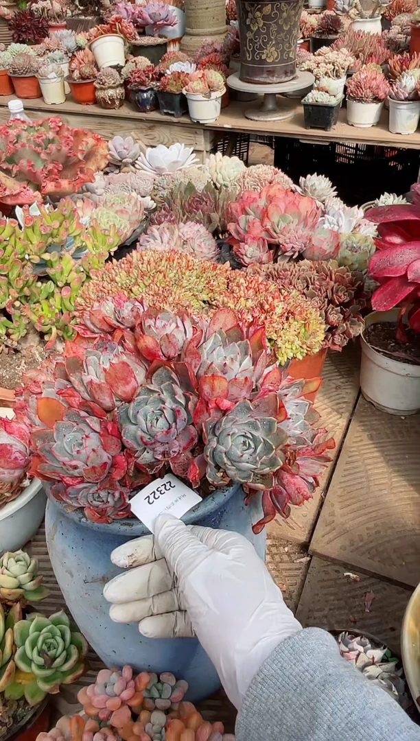 【闪购商品】22322多肉