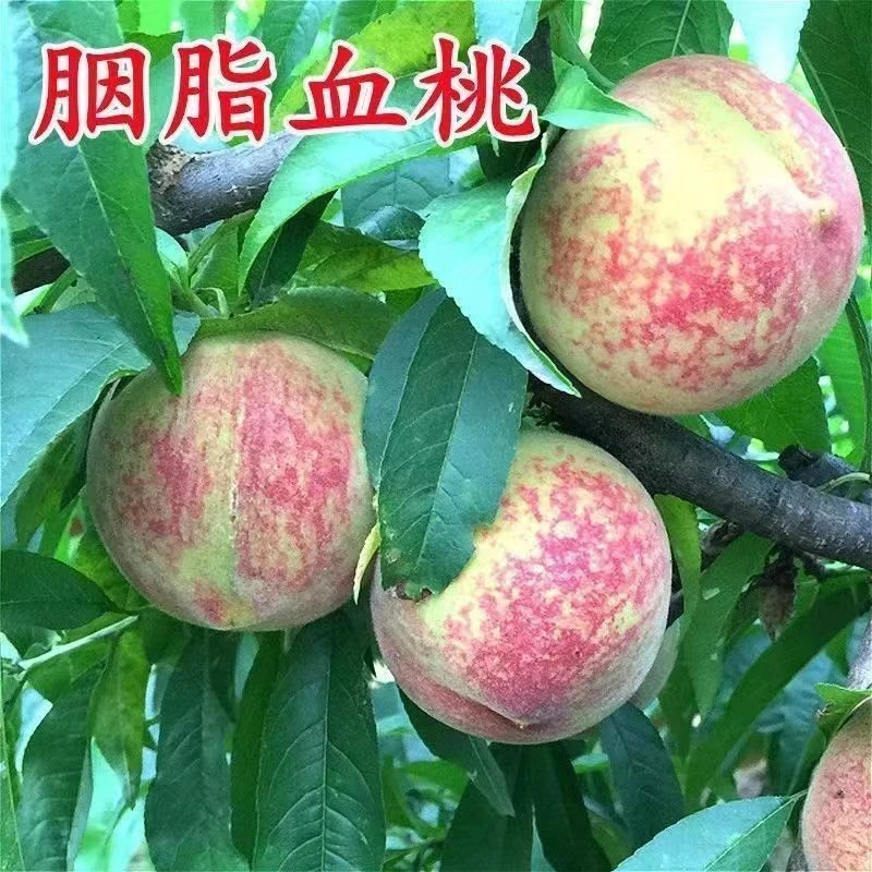 果树苗早熟胭脂红桃树苗+嫁接红肉血桃树苗南方北方种植当年结果