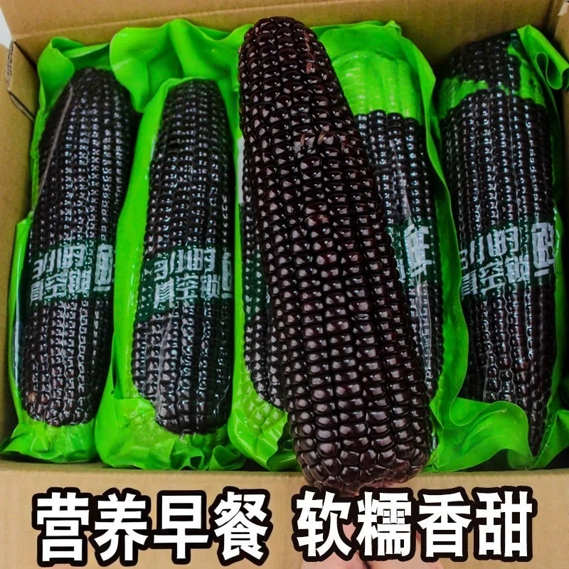 【手慢无！到手12支】东北头茬黑糯玉米真空锁鲜香甜软糯营养早餐