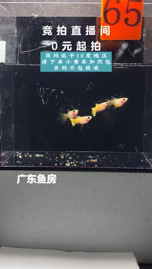 孔雀鱼黄金玻璃猫两对编号65