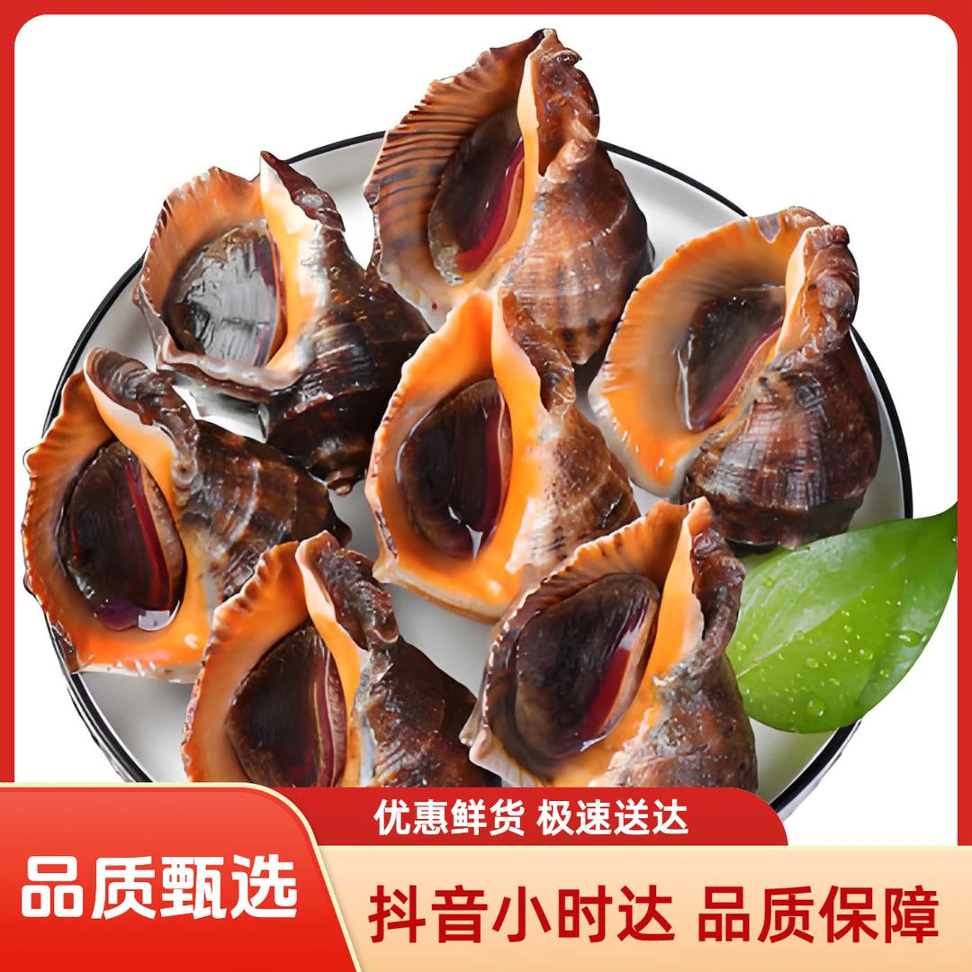 海螺 15-20个头 500克 鲜活 无沙