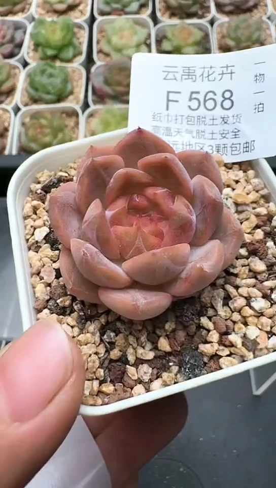 568F云禹多肉植物 默认脱土纸巾打包 3颗包邮