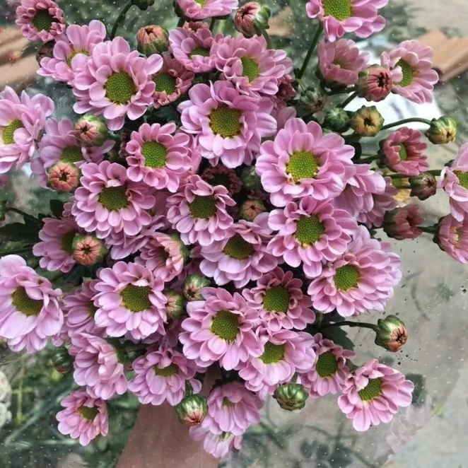 【千寒】罗西粉小雏菊次日达顺丰包邮
