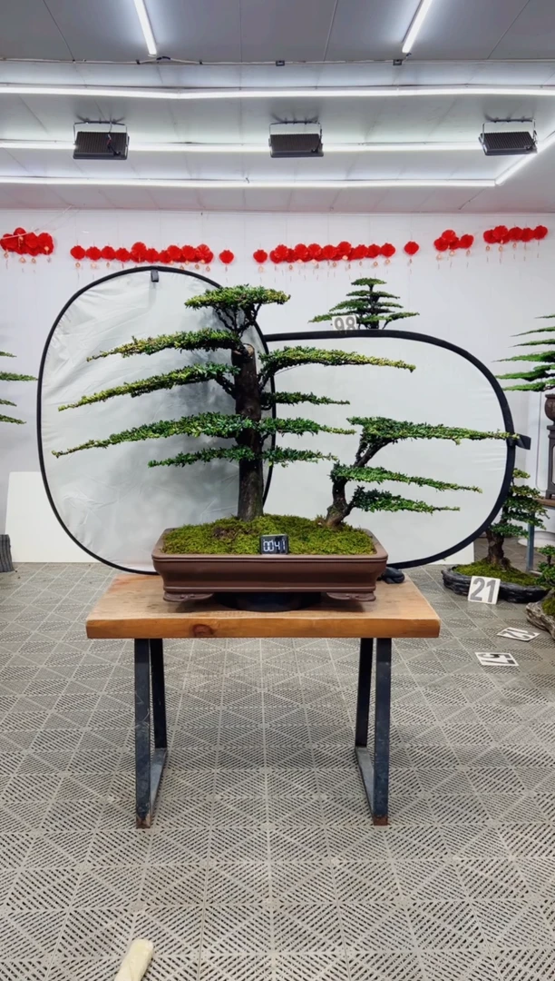 【闪购商品】盆景盆景