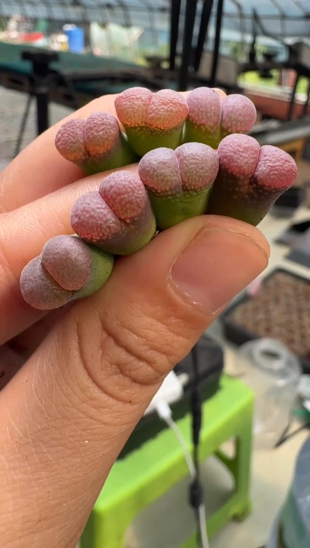 13-31多肉植物风铃一颗