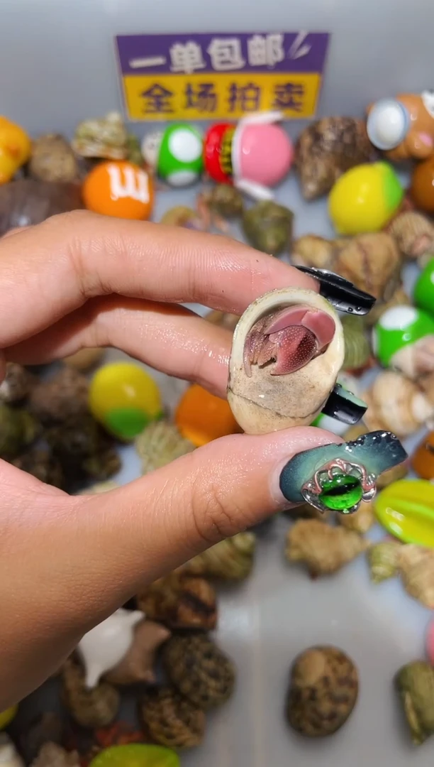 寄居蟹陌派甄选寄居蟹14142