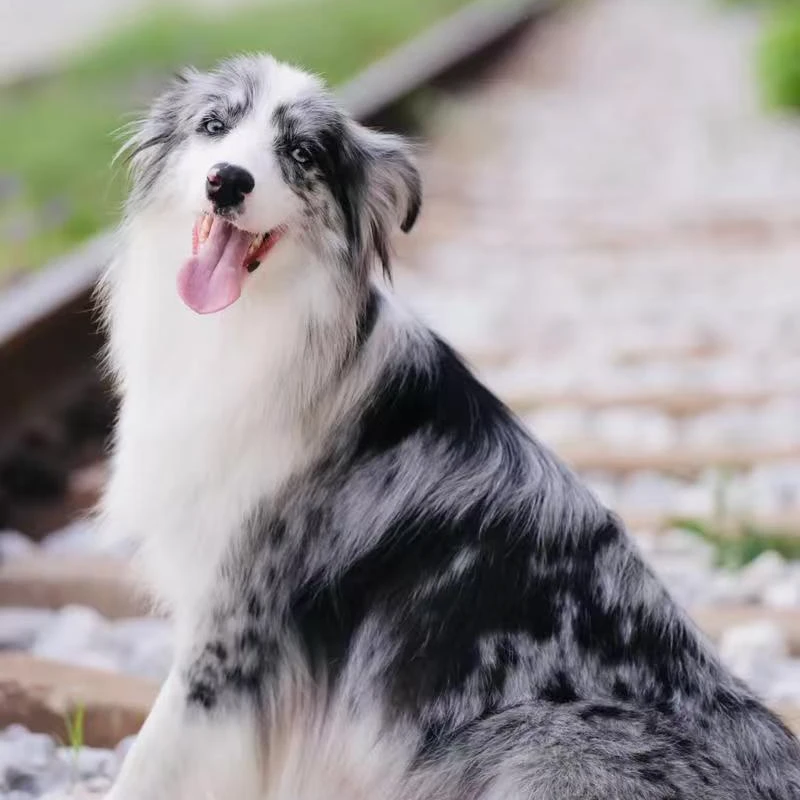 犬可爱萌宠适合家庭饲养，各种宠物通用链接。