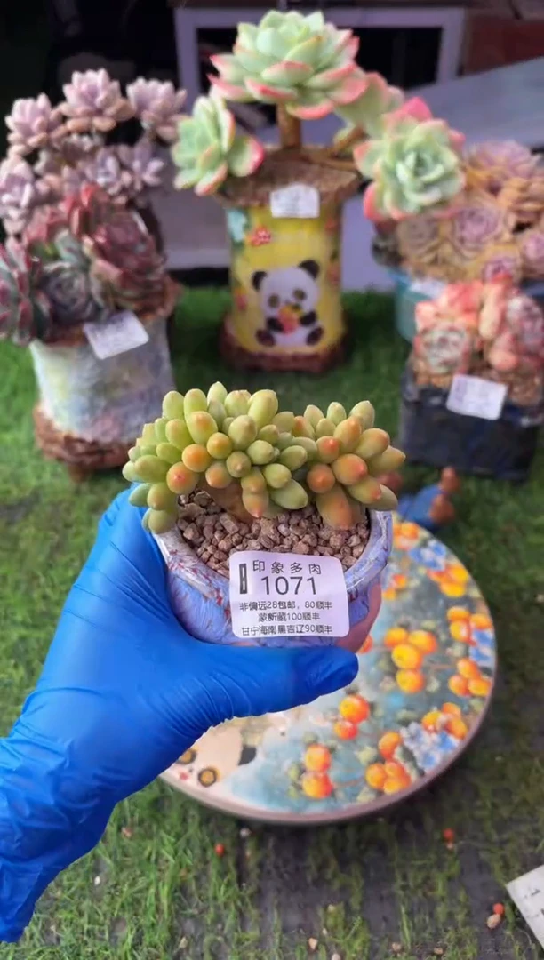 昆明印象多肉1071