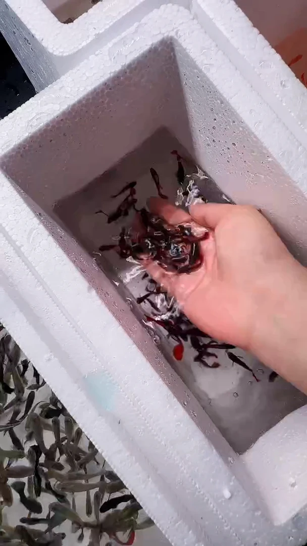 不分公母1-2厘米淡水深海蓝杂小鱼苗 10条送5条备损