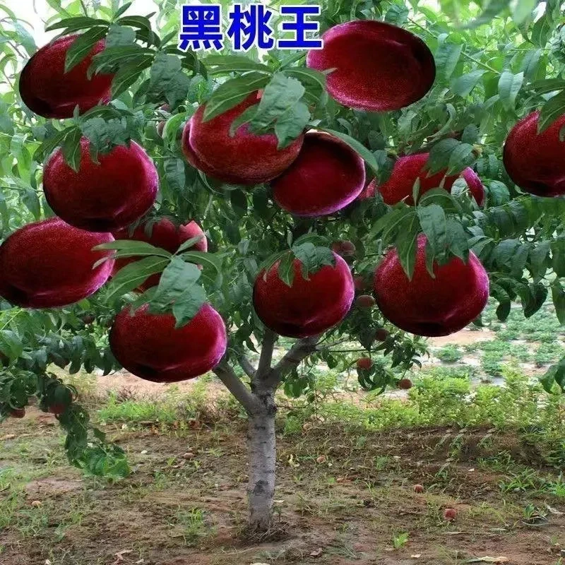 嫁接新品种晚熟巨型冬桃树苗栽嫁接当年结果晚熟冬耐寒南方北方种