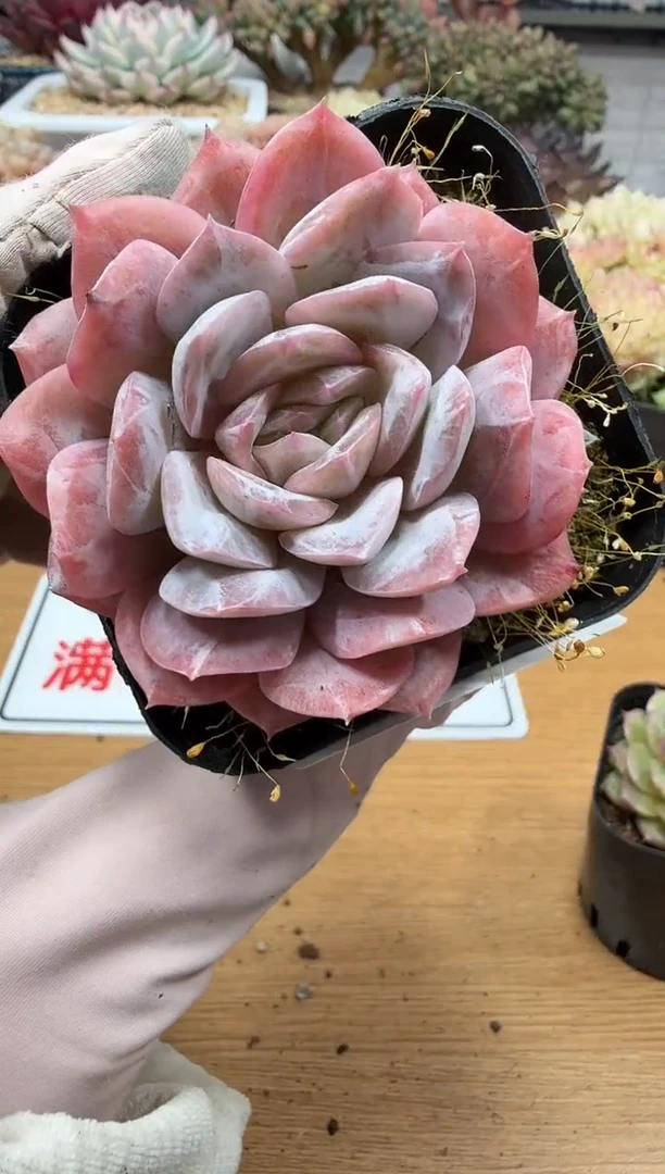 东云多肉园二店-314