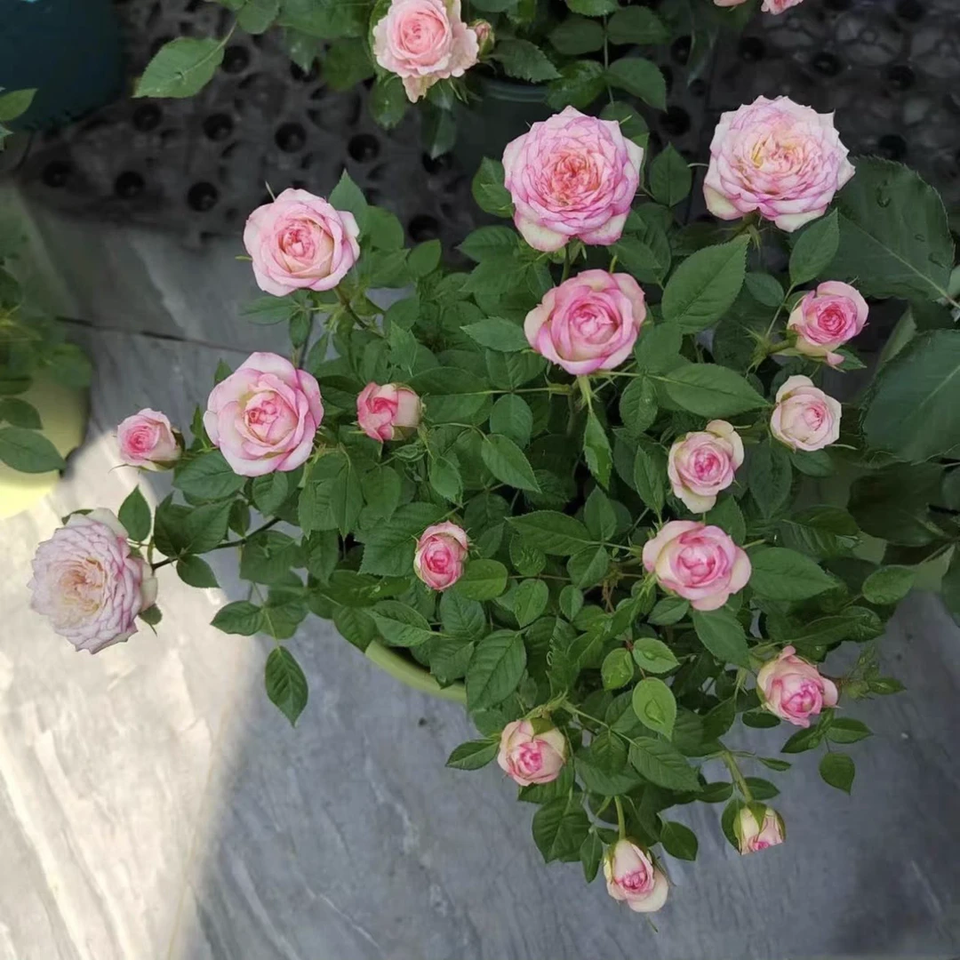 【小艾莎/胭脂透】1盆多棵扦插月季花粉白色四季开放造景阳台庭院