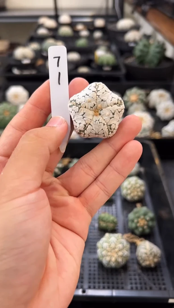 灯*实生根星兜仙人球编码71