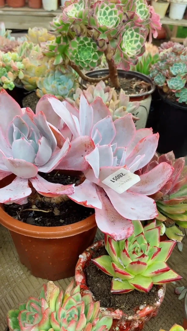 妞***院28051多肉植物一物一拍