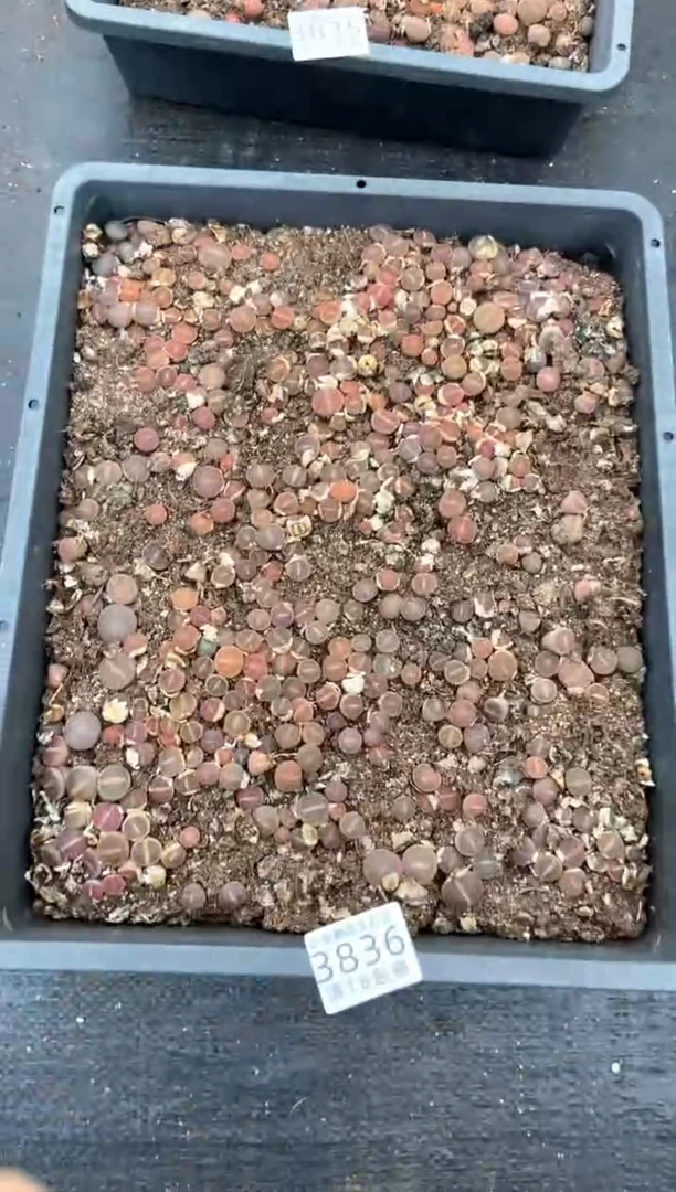 3836特价日轮玉框有疤瑕疵带土带盆发货