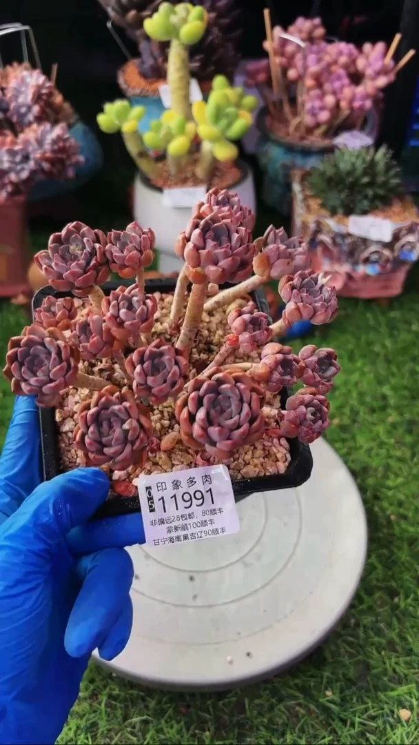 昆明印象多肉11991
