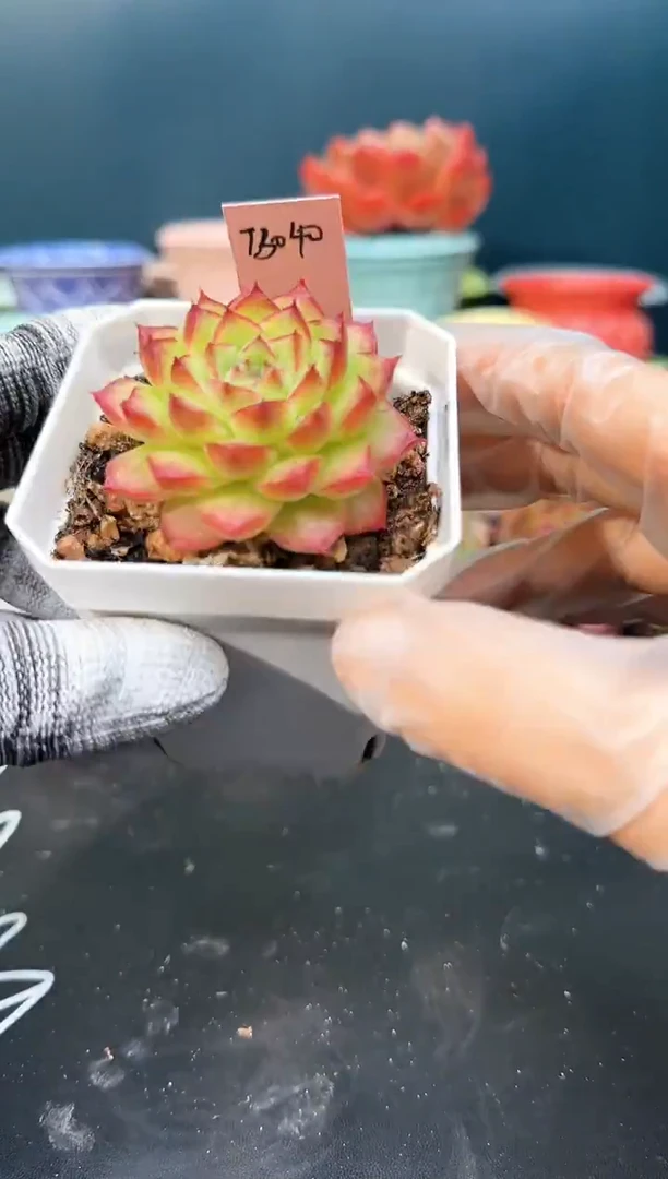 2 496 tb040   （冠幅 5 cm）