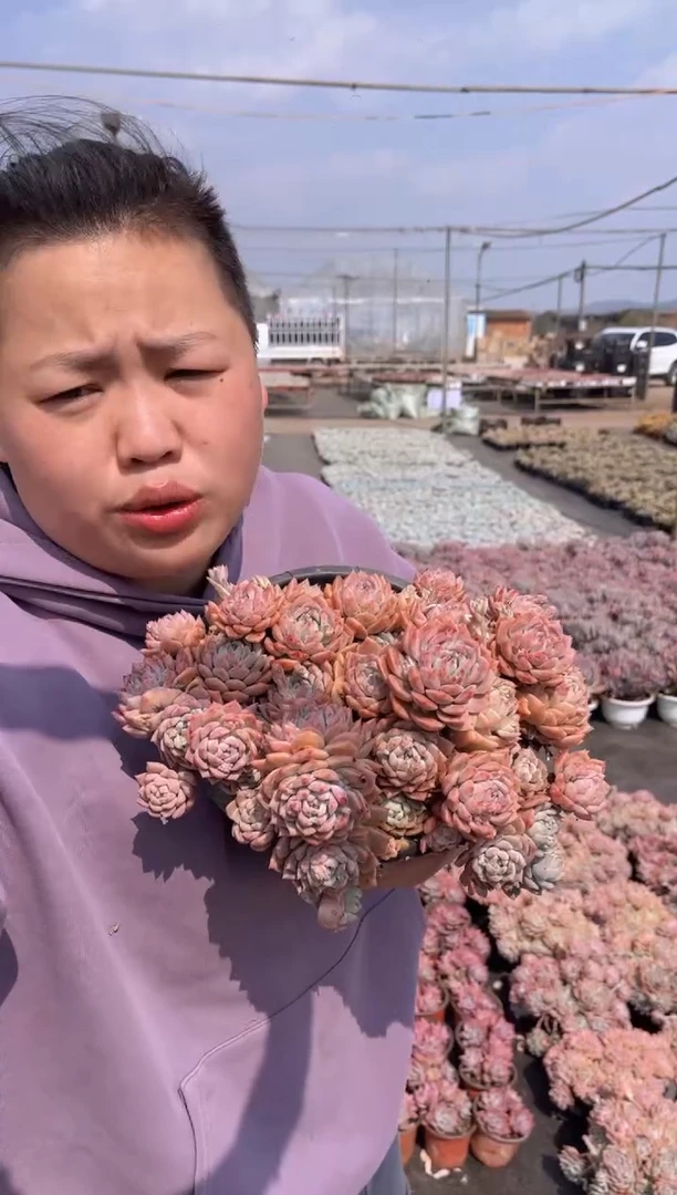 【闪购商品】5-超大霜花20CM带土块给盆15