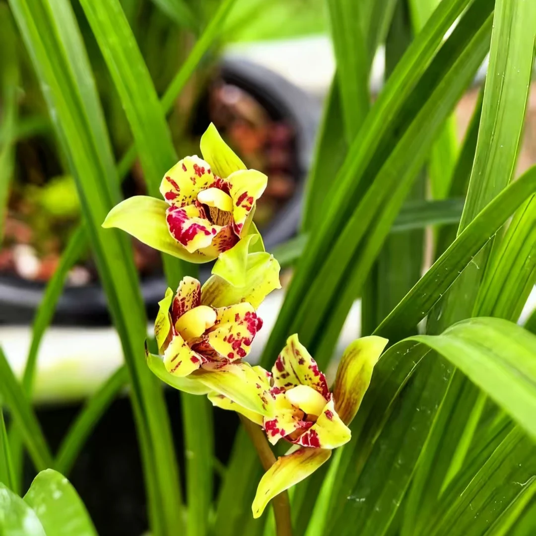赵鹏推荐--秋芝三星蝶1苗1芽