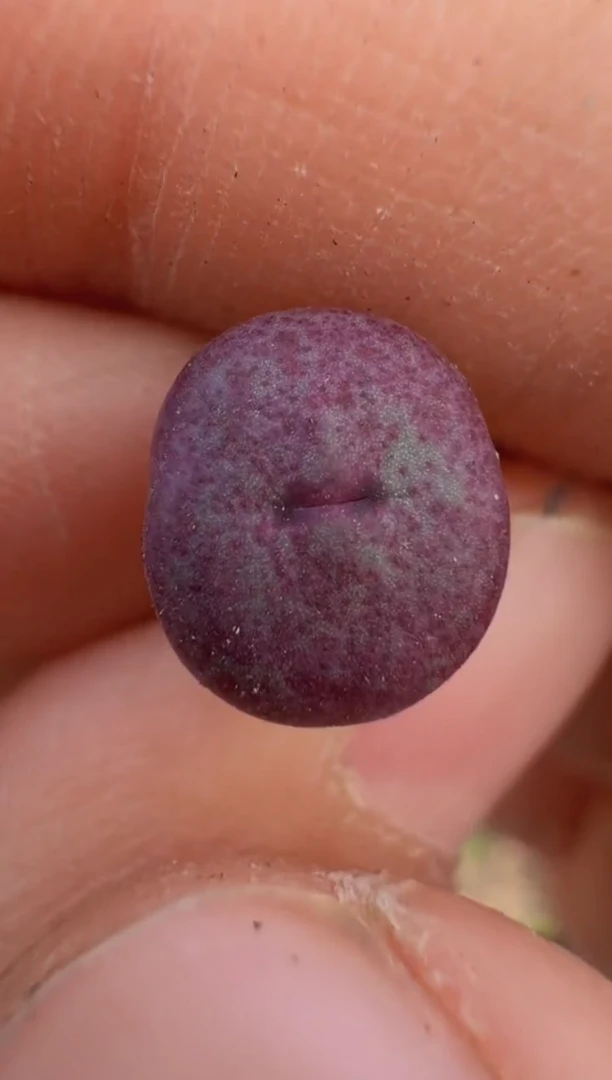 【闪购商品】9--50`1968A