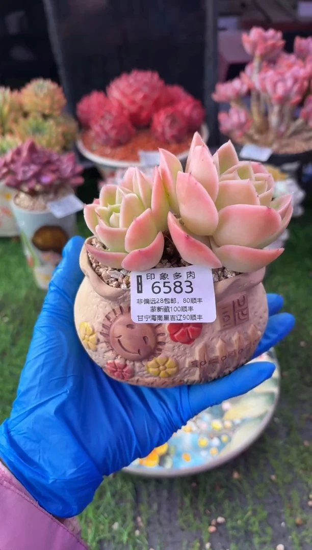 昆明印象多肉6583