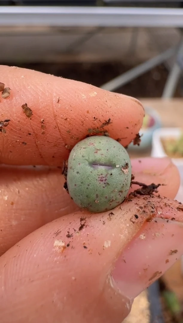 【闪购商品】9-118