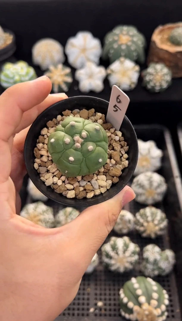 五棱五腹龟甲实生编码65