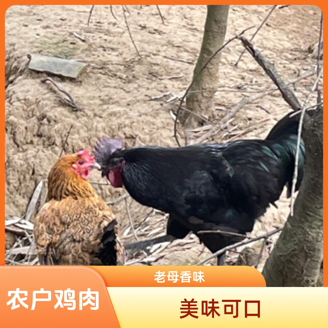 【国家地理位置保护农产品】农户纯粮食放养剑门关老母鸡