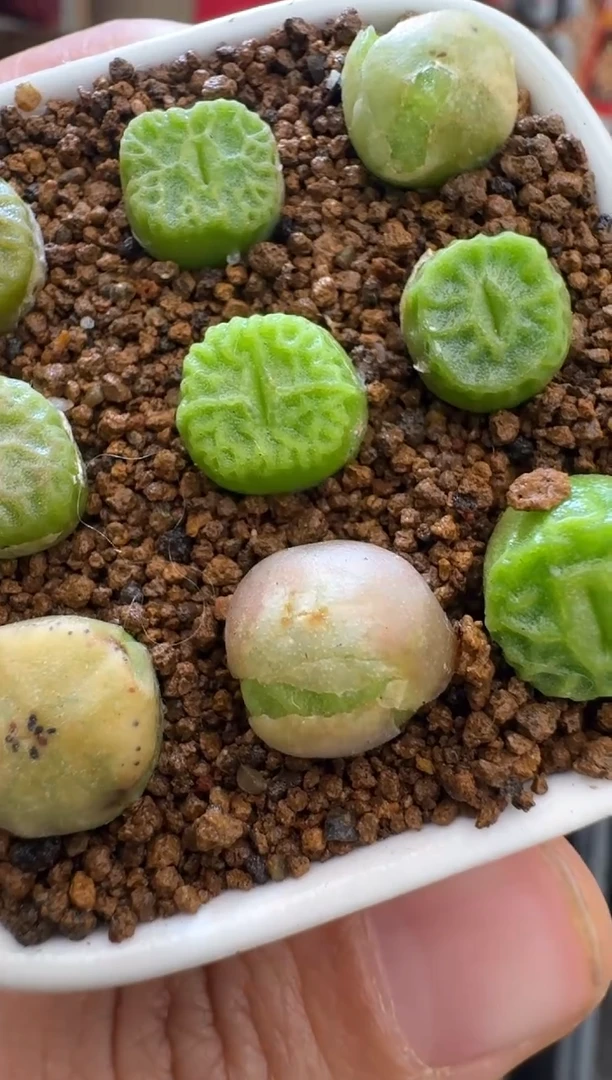 【闪购商品】1-5方烧一颗