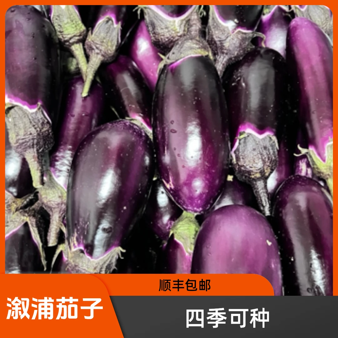 顺丰包邮 溆浦本地茄子老品种薄皮早熟茄子四季农家蔬菜