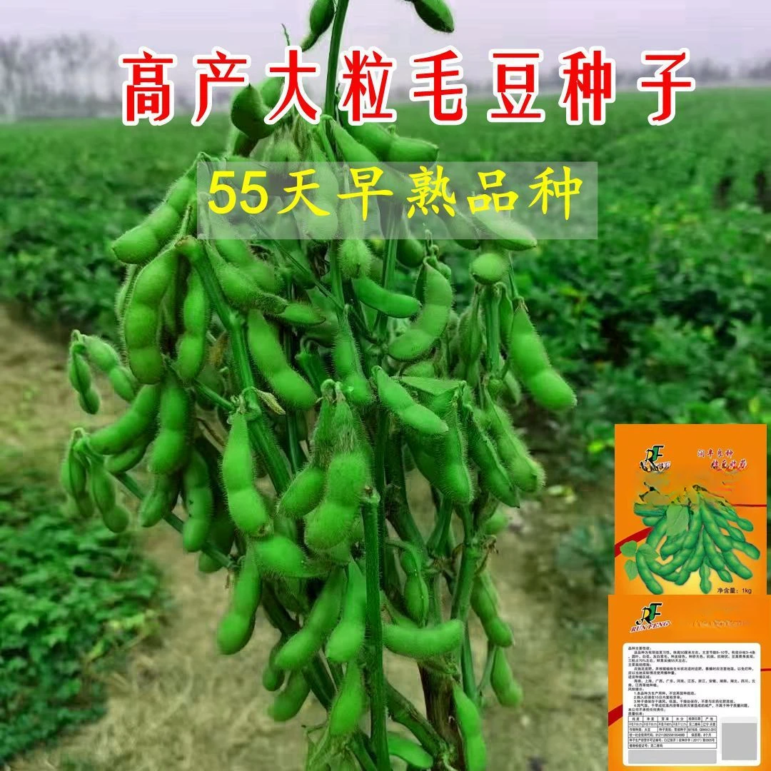55天特早王早熟毛豆种子非转基因高产大豆种大全健康绿色种植