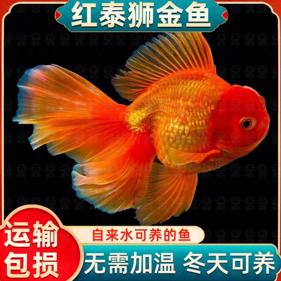 【顺丰包邮】精品百褶泰狮观赏鱼活体淡水鱼（直播间链接）