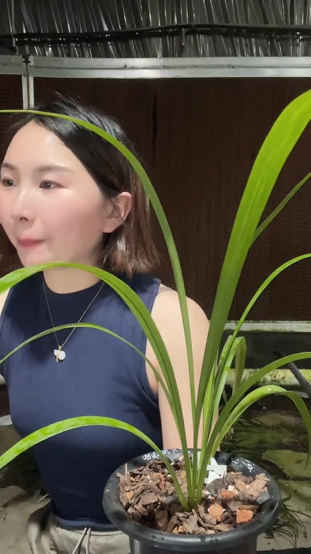 完全开放夏皇梅2苗