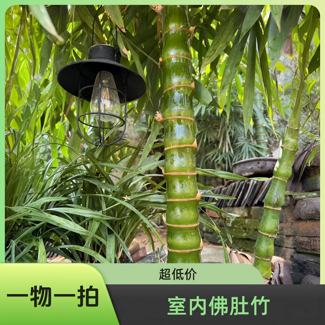 佛肚竹庭院室内翡翠大佛肚竹生桩/不含盆（一物一拍）