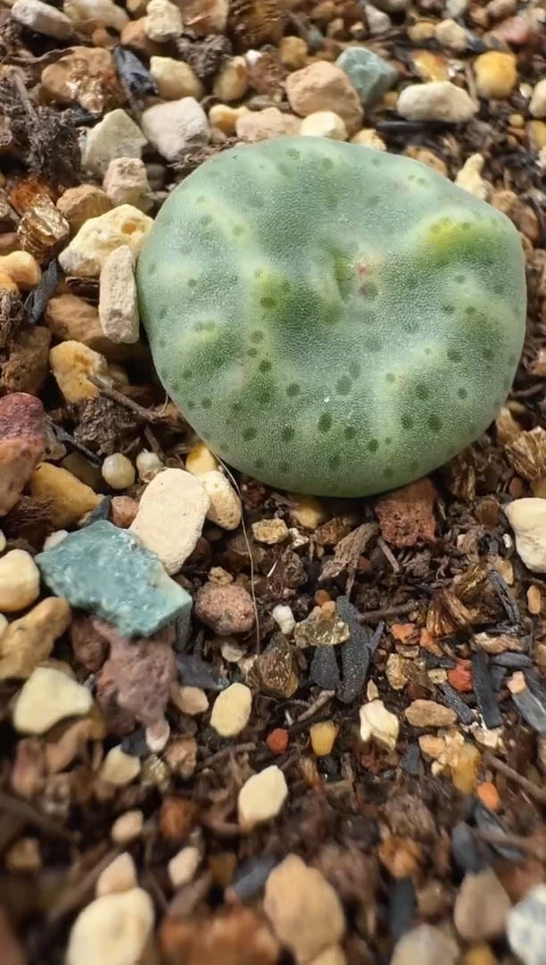 和****红哈哈哈哈哈哈哈哈哈哈哈