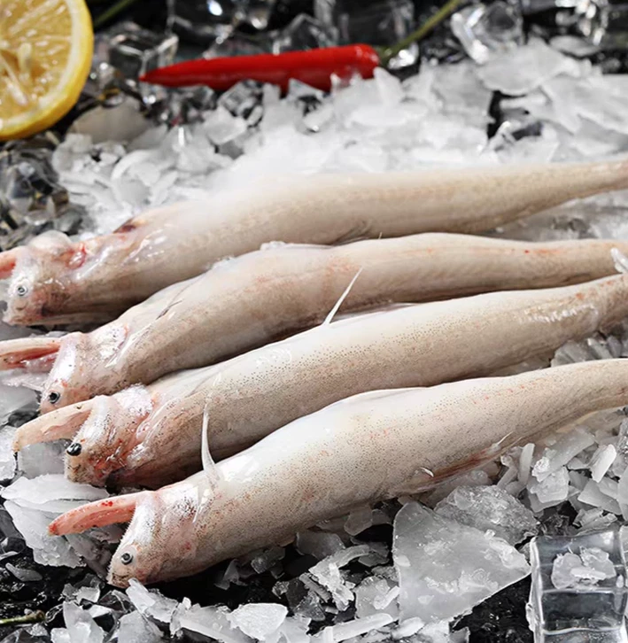 【小胞专属】新鲜野生海捕豆腐鱼 龙头鱼九肚鱼