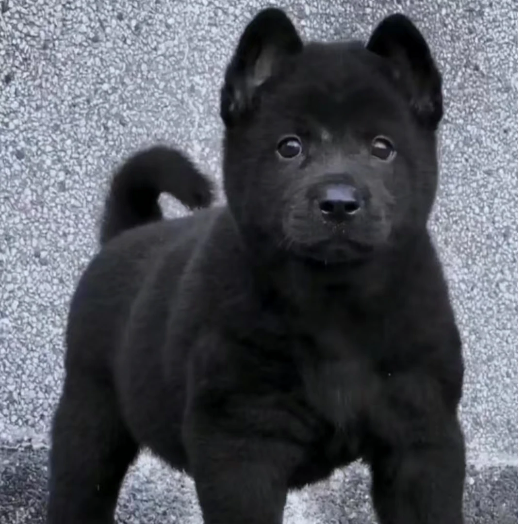 【阿旺淘田园犬2】狗狗活体链接