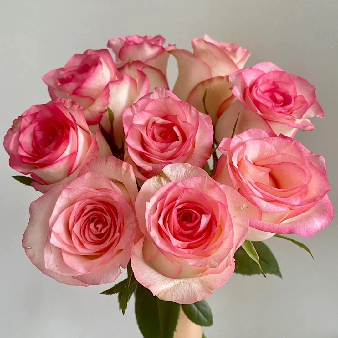 宜然园艺艾莎2加仑灌木欧洲月季多季节重复开花花型饱满耐热耐晒