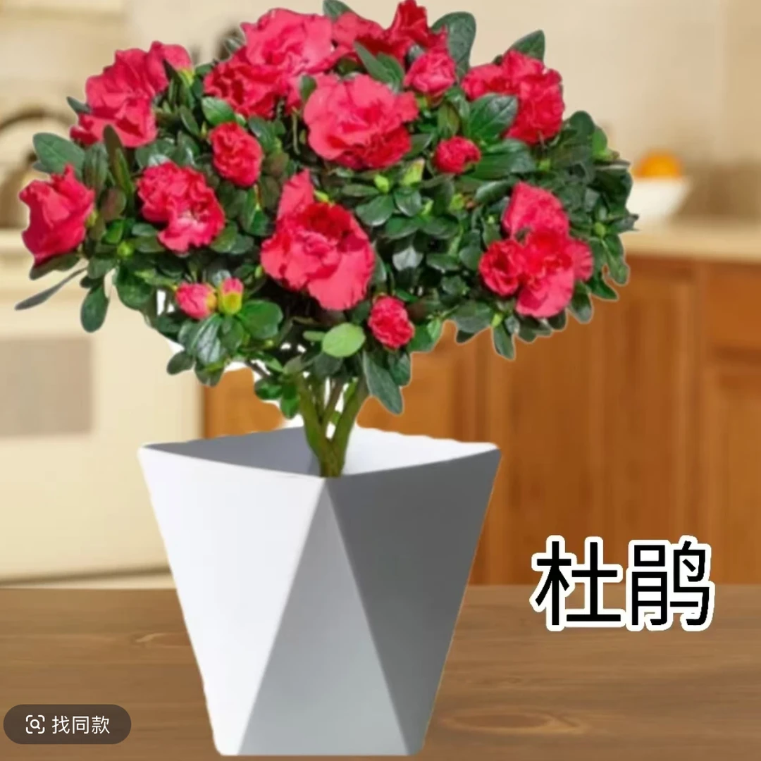 【精品红杜鹃花带花苞】盆栽独杆老桩带花四季开花庭院阳台好养花卉