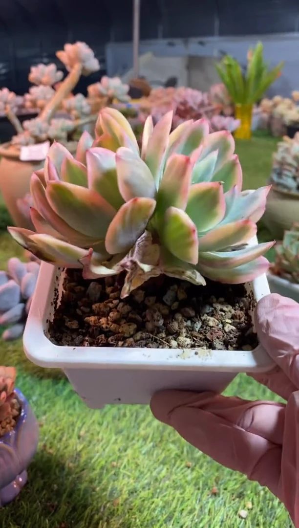 【闪购商品】0482a